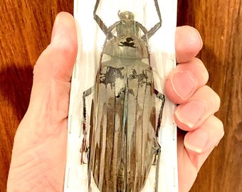 巨大なカミキリムシ（Xixuthrus sp）の実物標本。甲虫。美しい昆虫