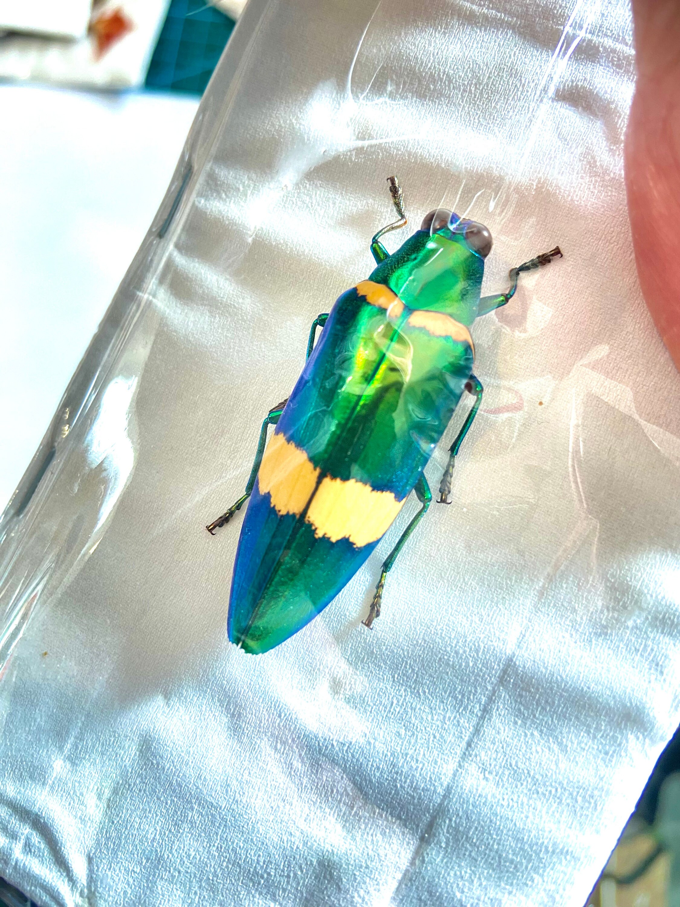 Chrysochroa klapaleki。非常に珍しいタマムシ。A1 品質。タマムシ科