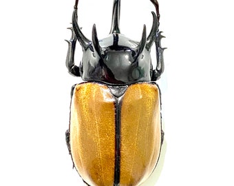 巨大カブトムシ（Eupatorus gracilicornis）。本物の昆虫。剥製