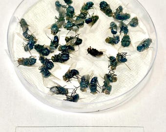 Fly specimens x 50 real preserved