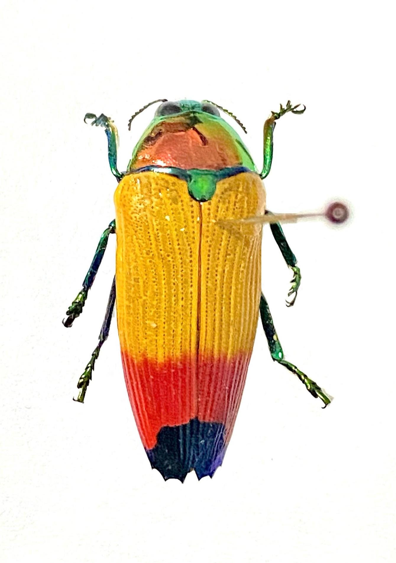 Metaxymorpha apicalis。タマムシ科。タマムシ。スカラベ。昆虫標本
