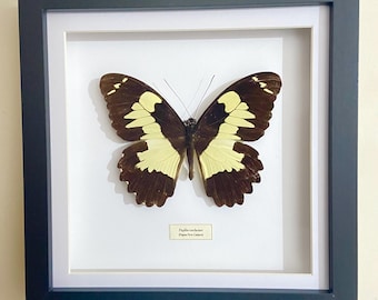 Swallowtail. Papilio euchenor. Framed butterfly. Real butterfly. Insectsofbeauty