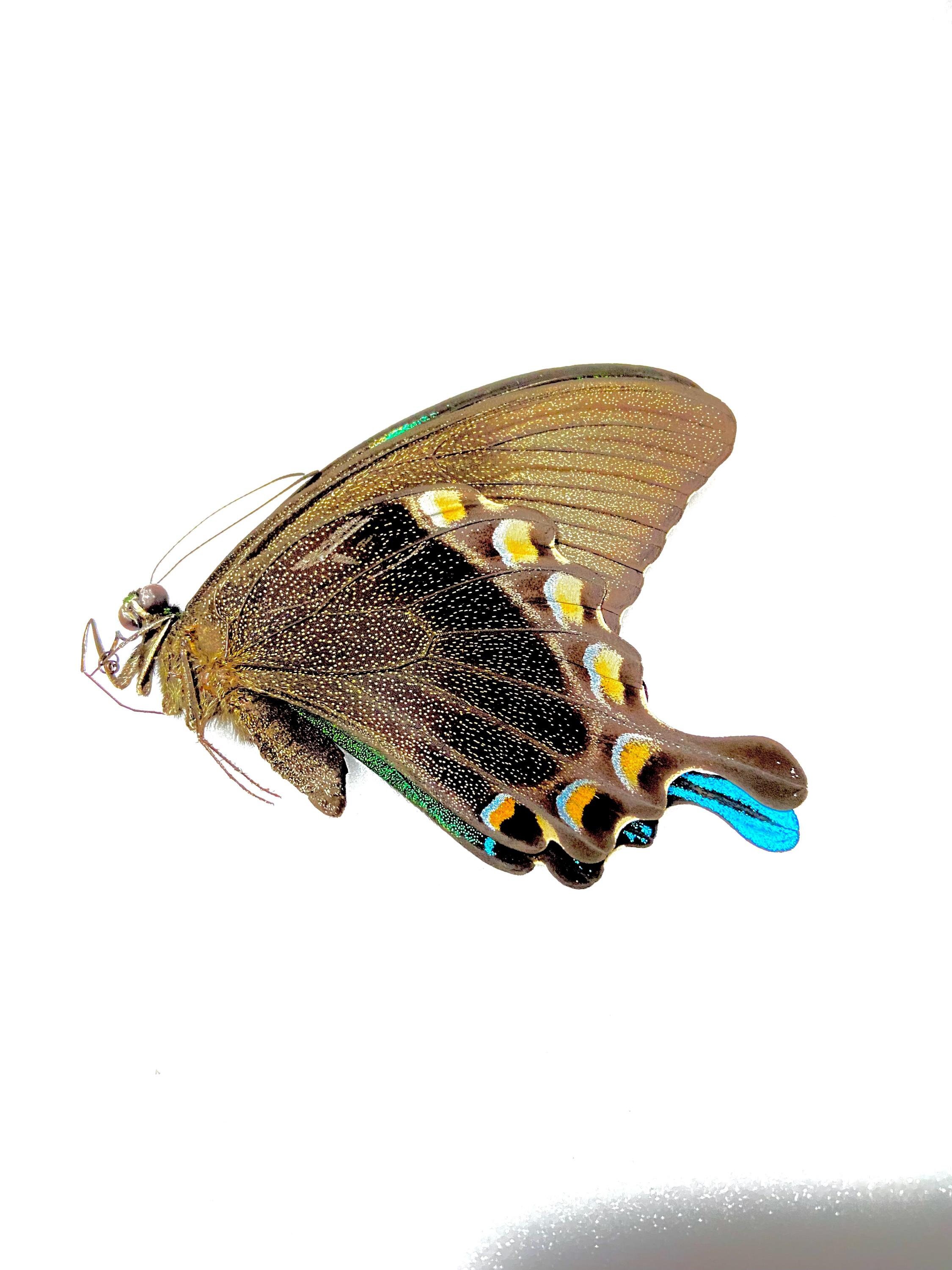 Papilio blumei。アゲハチョウ。本物の蝶。額縁なし、羽は折り畳まれ