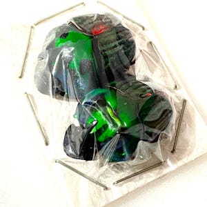 Puede incluir: Un escarabajo verde y negro con alas iridiscentes está empaquetado en una bolsa de plástico transparente con alfileres plateados.