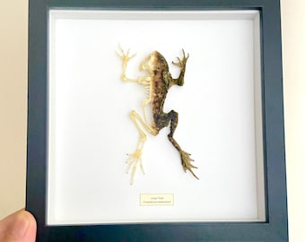 Toad half skeleton frame. toad.frog. oddity. goth.insectsofbeauty. taxidermy