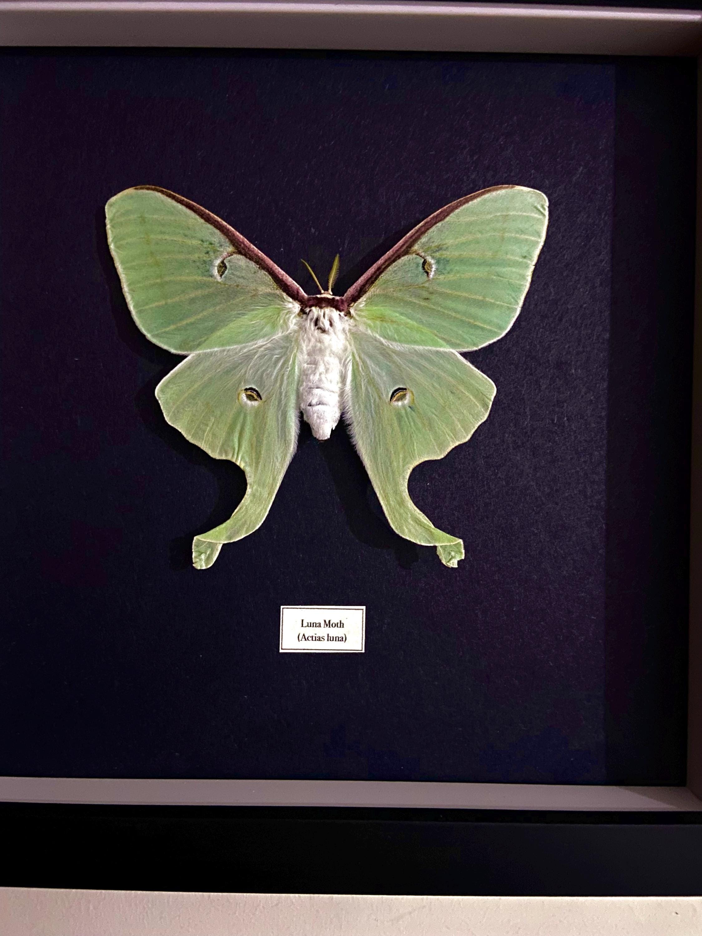 アメリカミズアオ。学名：Actias Luna。本物の蛾。昆虫。剥製。甲虫