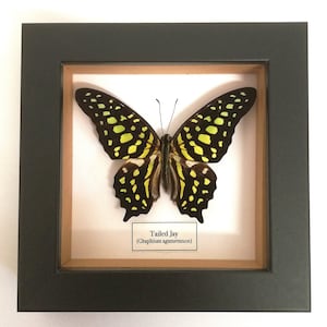 Lot of 2 Tailed Jay Butterfly Graphium Agamemnon Folded Real Insect Taxidermy 