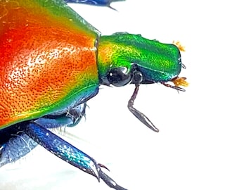 ルビーフルーツコガネムシ（Torynorrhinaflamea）の本物の昆虫標本