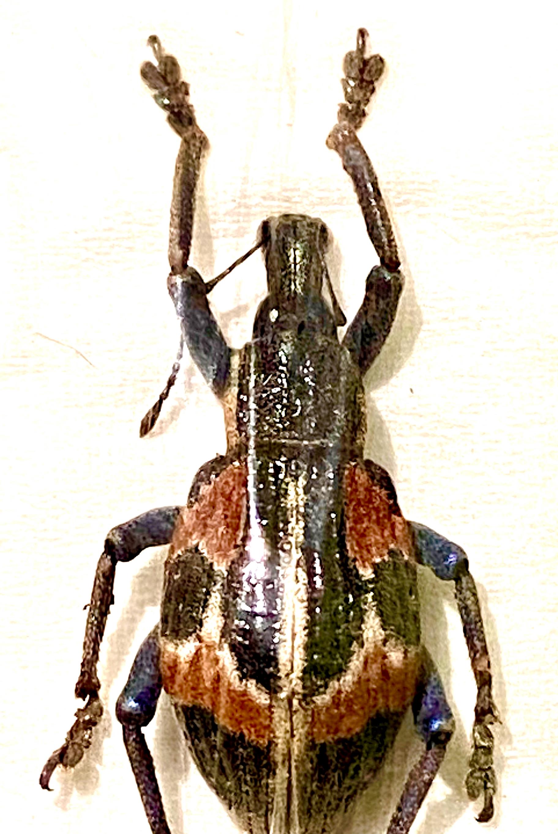 Rhinoscapha humboldtiana。本物の昆虫。ゾウムシ。昆虫標本。美しい