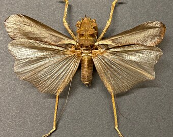 ドラゴンヘッドキリギリス。額装なしの標本。insectsofbeautyuk。昆虫