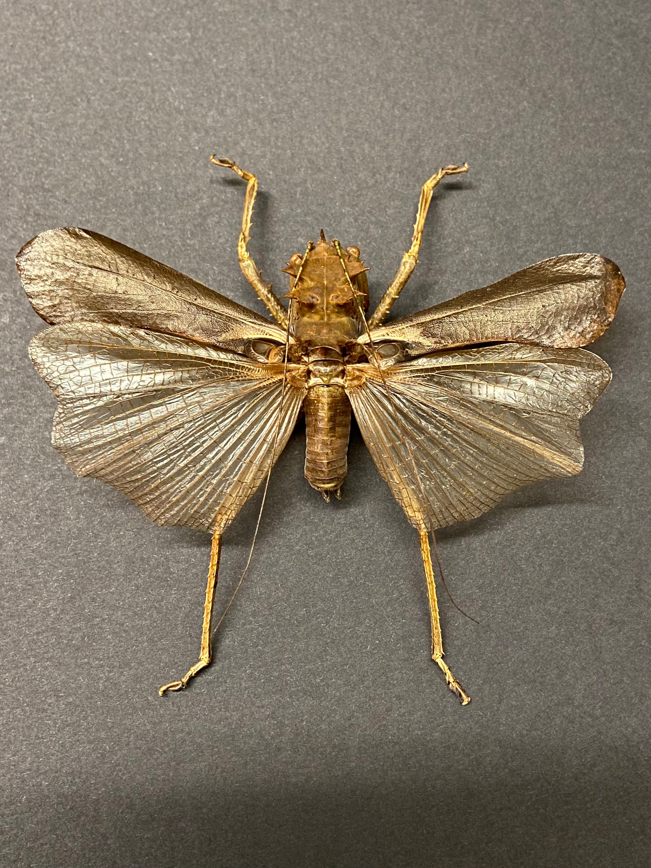 T*R様 珍品 キリギリス標本 T*R様 珍品 キリギリス標本