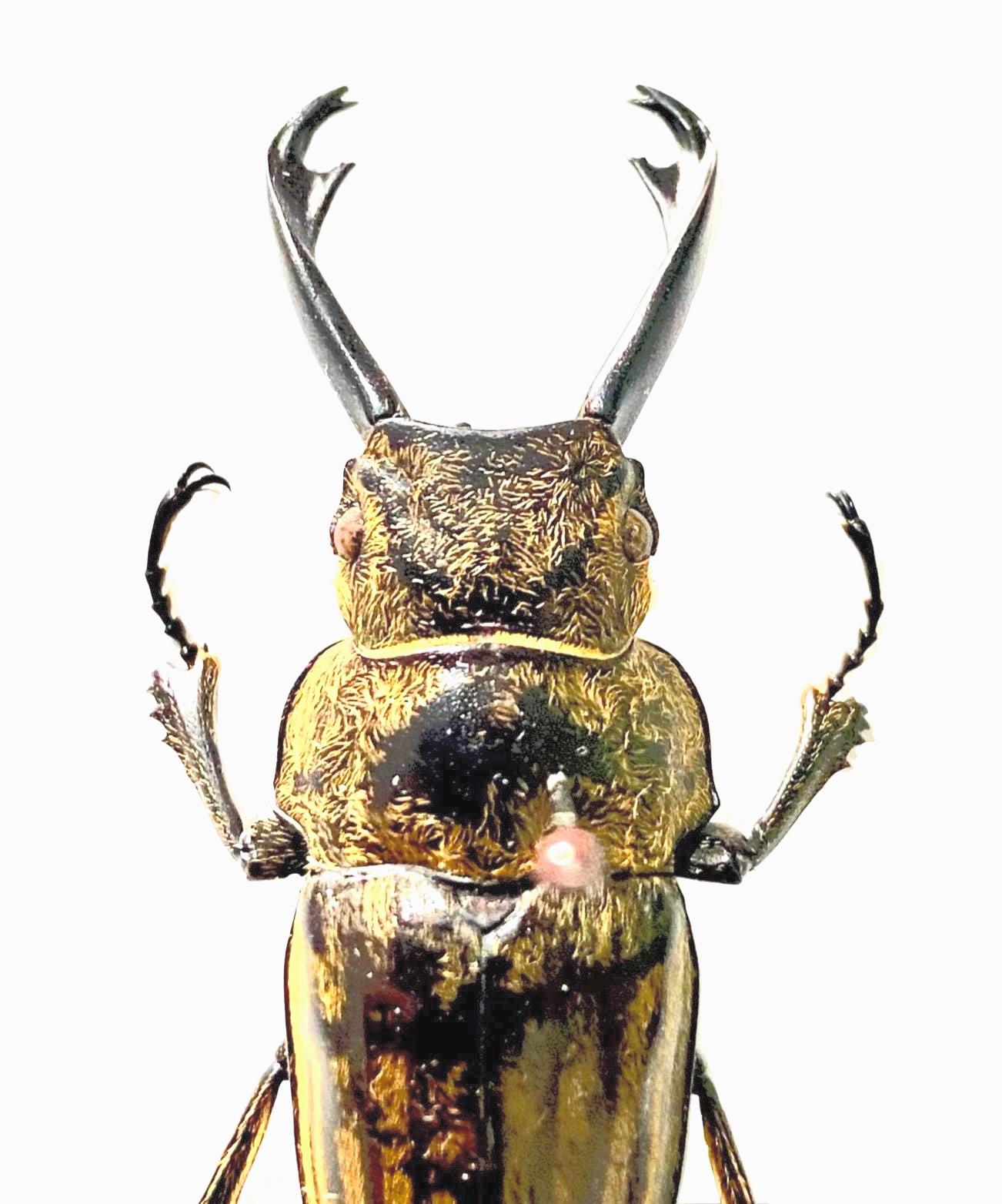 Striped Stag Beetle. Odontolabis Striata. Real Specimen. Lucanidae