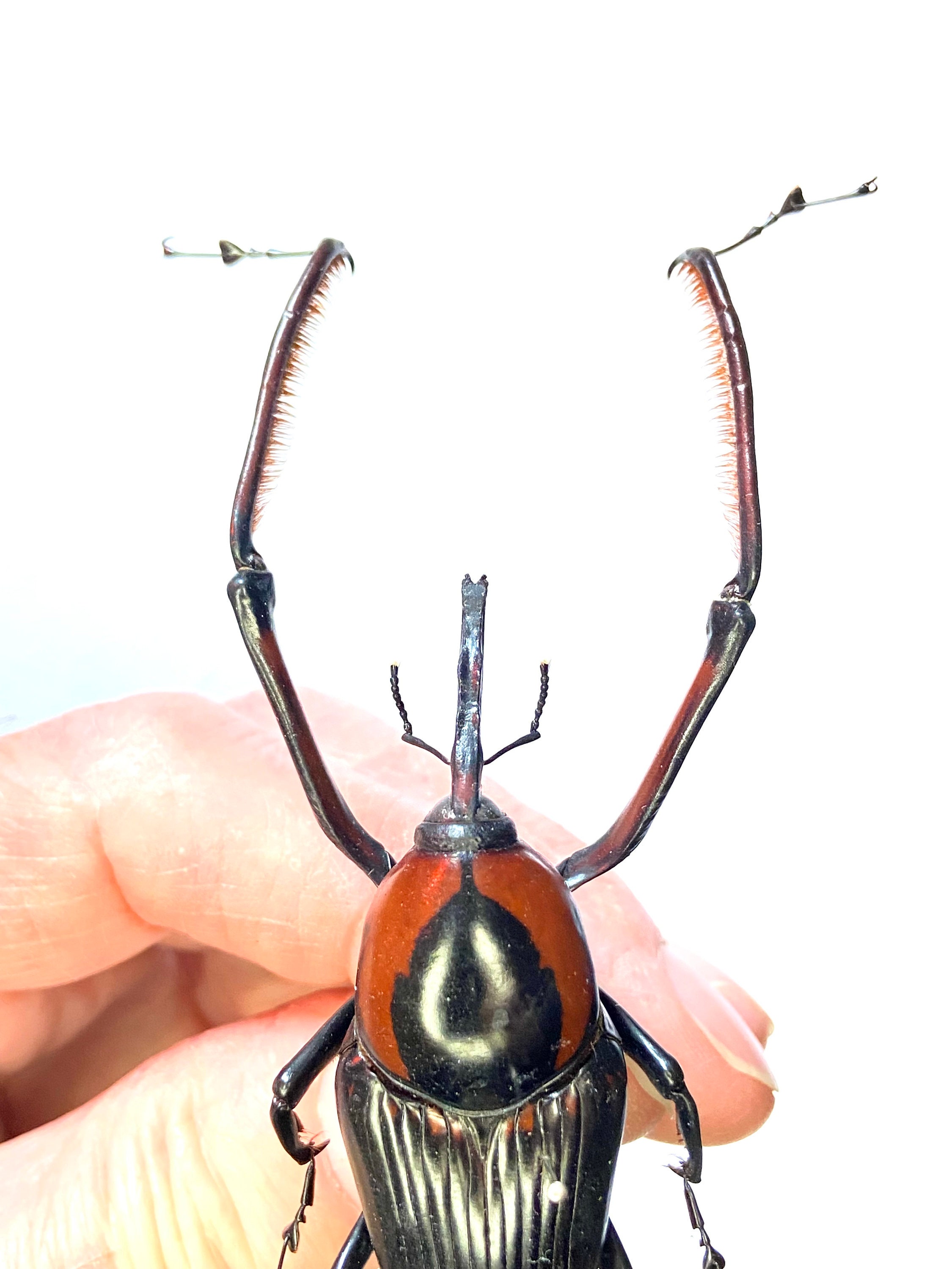 Giant Bamboo Weevil crytotrachelus Buqueti Real Specimen Etsy giant-bamboo-weevil-crytotrachelus-buqueti-real-specimen-etsy