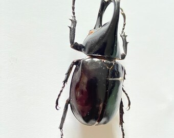 カブトムシ（Xylotrupes lorquini）の実際の昆虫標本。コレクション