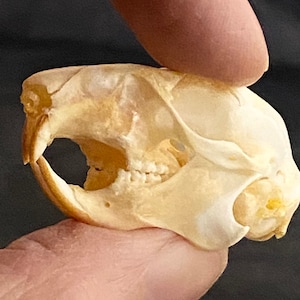 Squirrel Skull (Callosciurus notatus) Real Genuine Skull for collection, photography.