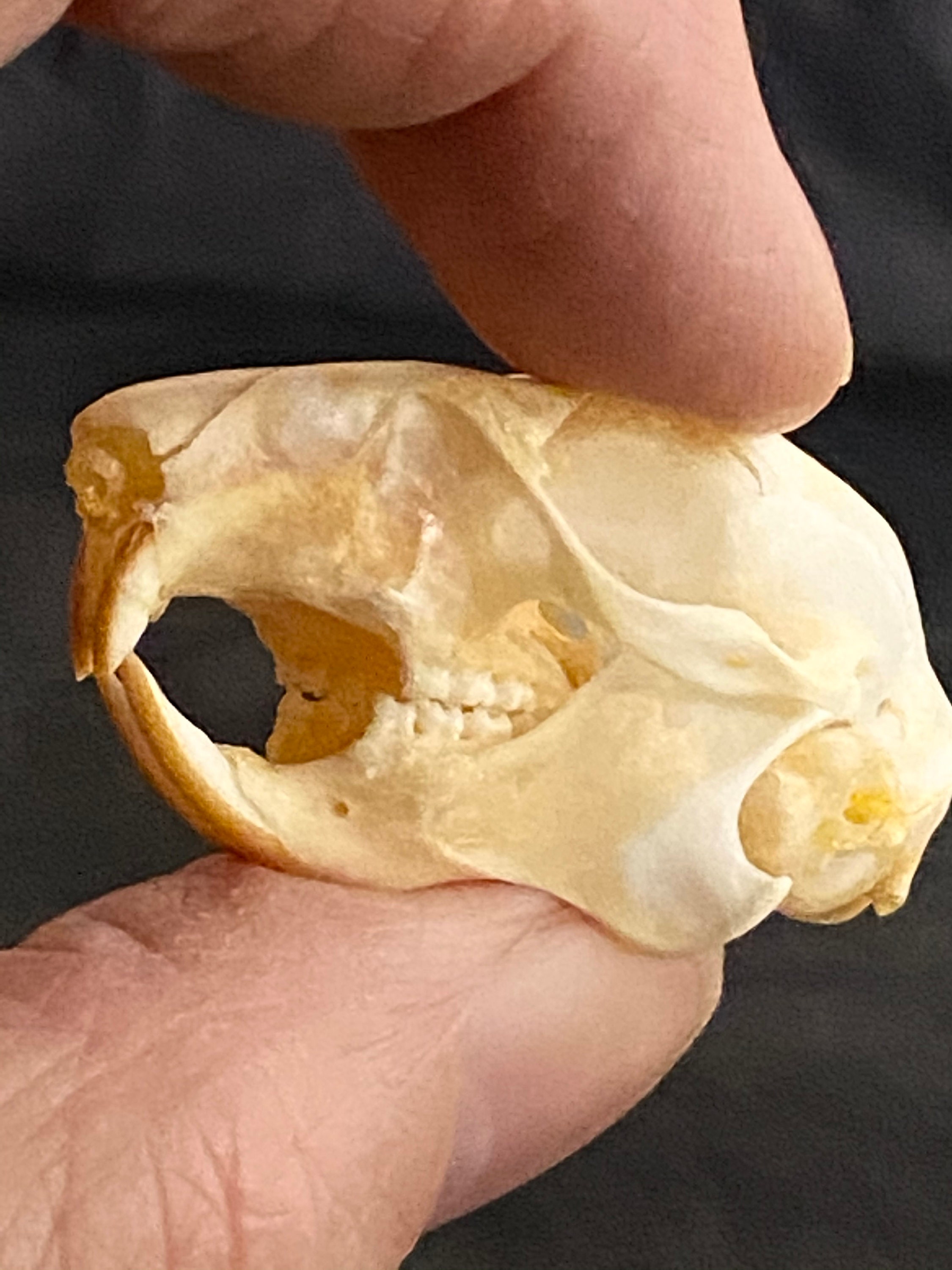 リスの頭蓋骨 (Callosciurus notatus) コレクションや写真撮影用の本物