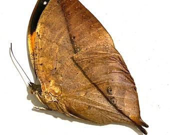 Leaf Mimic Butterfly. Kallima inachis.real butterfly.insect specimen. Insect taxidermy. Butterfly frame.  insectsofbeautyuk