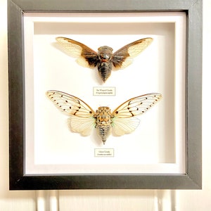 Cicadelijst. Geest en vleermuisvleugel. Echte ingelijste exemplaren.