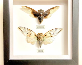 Cicada frame. Ghost and Bat-Wing. Real framed specimens.