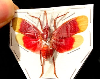 Pyrops hamdjahi. Lanternfly. Real insect specimen. Entomology.