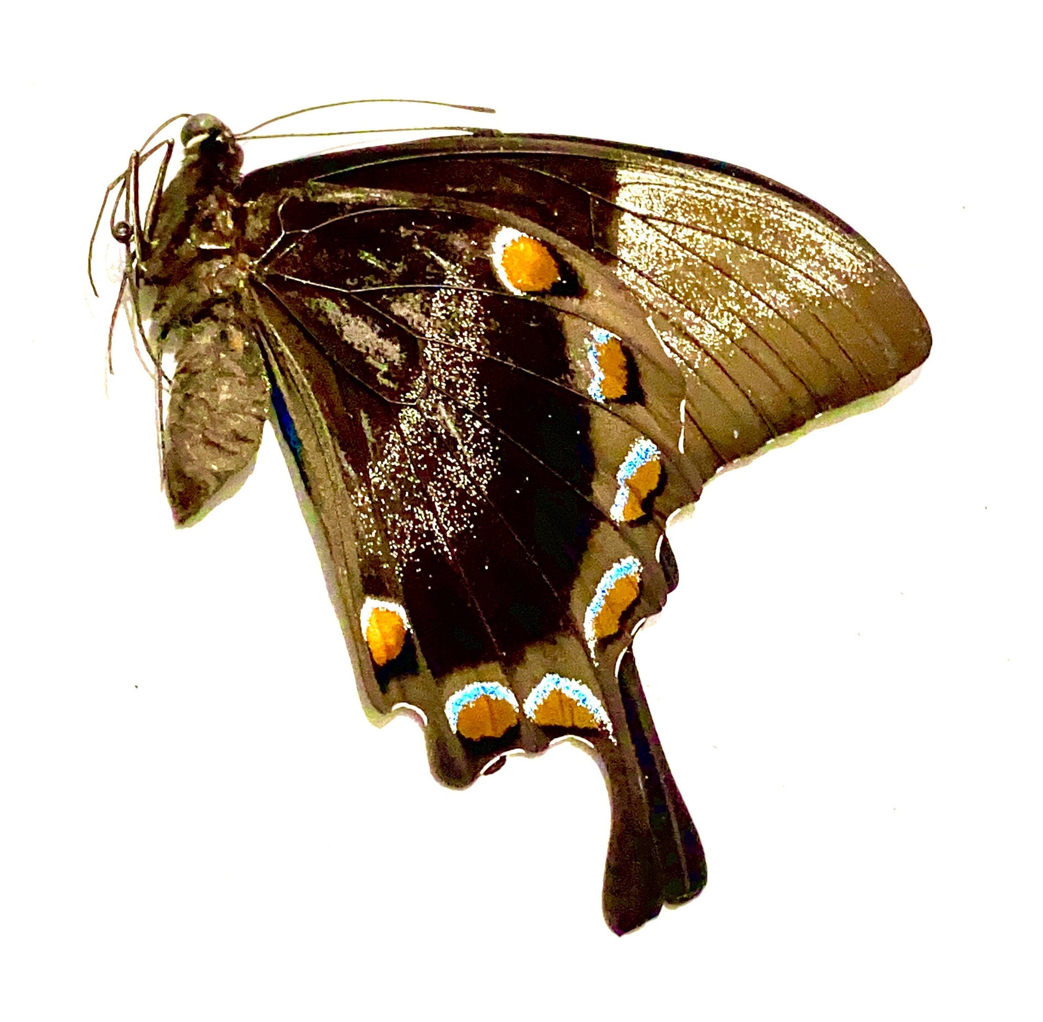Blue Mountain Swallowtail (papilio Ulysses) Real Butterfly. Blue