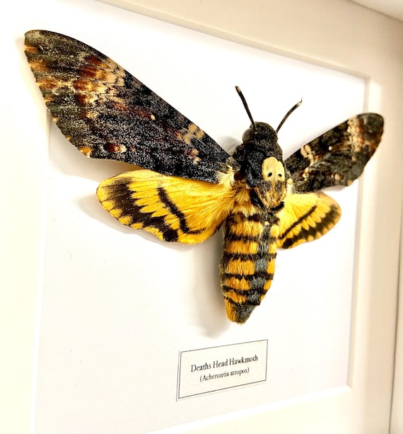 死の頭スズメガ (Acherontia Atropos) 本物の昆虫、額入り。死の蛾