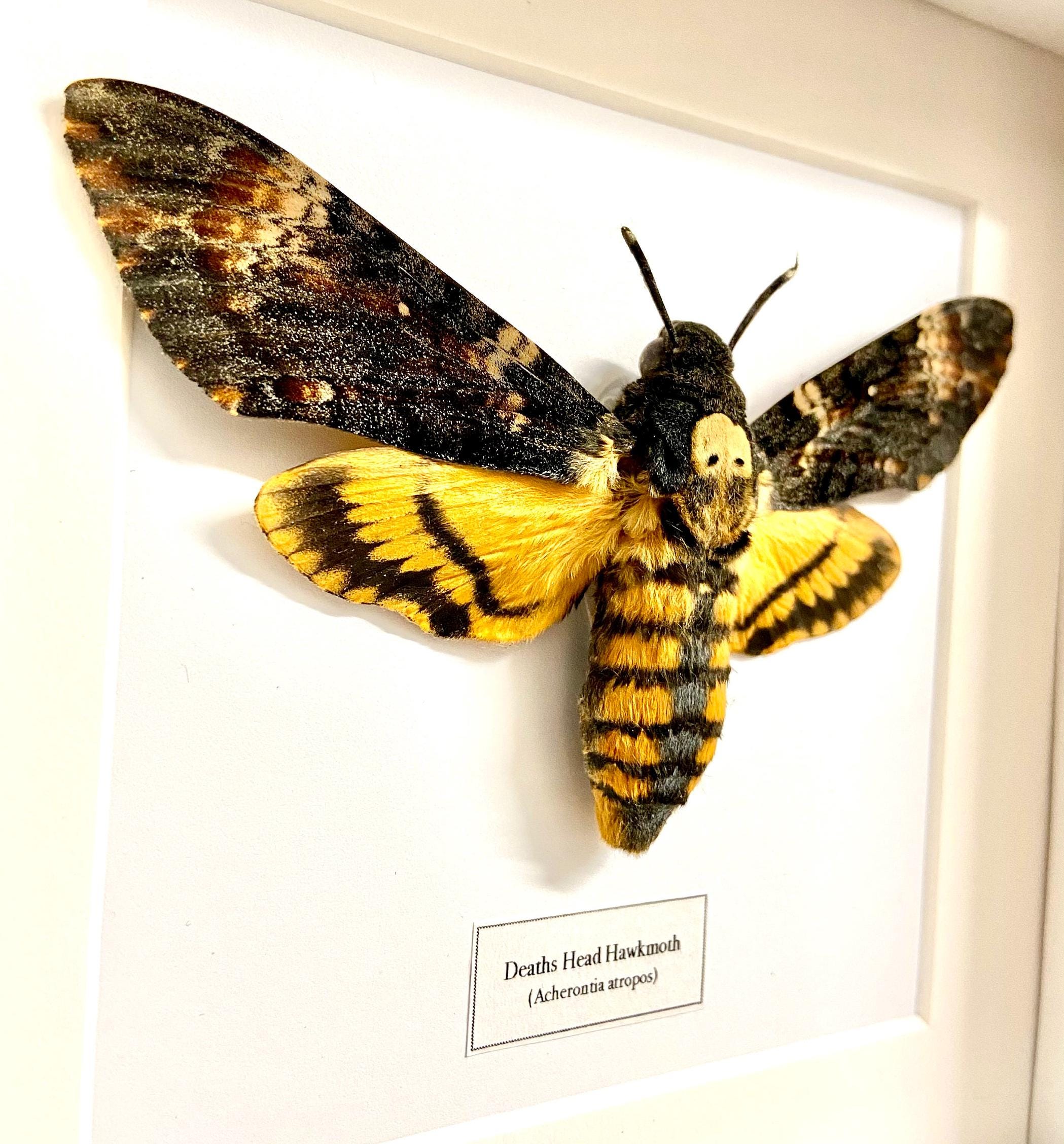 死の頭スズメガ (Acherontia Atropos) 本物の昆虫、額入り。死の蛾