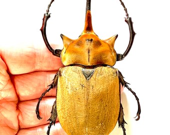 ゾウガメ（Megasoma elephas）本物の巨大な標本。カブトムシ。昆虫標本
