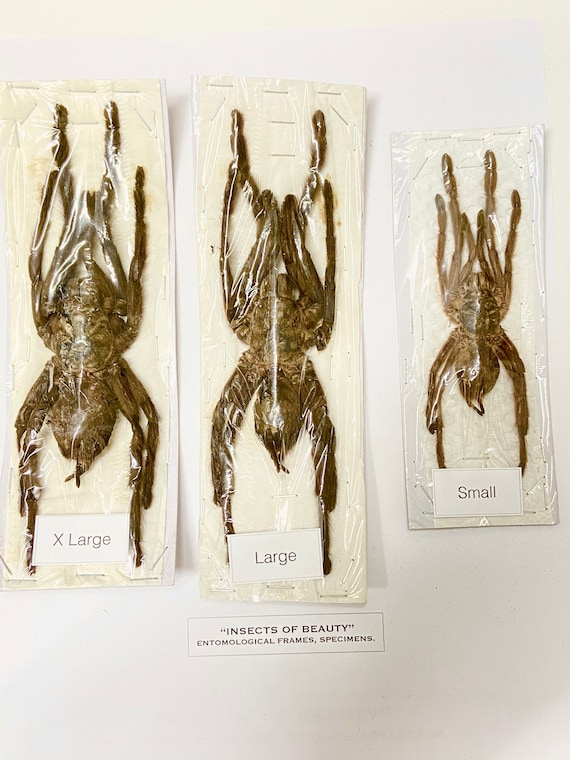 Tarantula Specimens Only, Require Setting. (cyriopagus Minax
