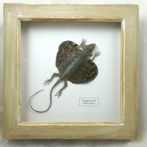 Flying Lizard (Draco volans)