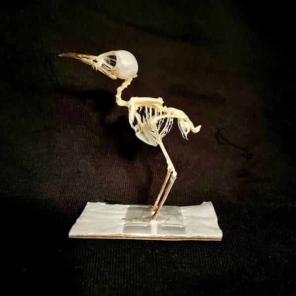 Esqueleto real del pájaro cantor (Prinia). huesos. pájaro. anatomía. insectos de belleza. historia Natural. rarezas. godo. bruja. vuelo. taxidermia