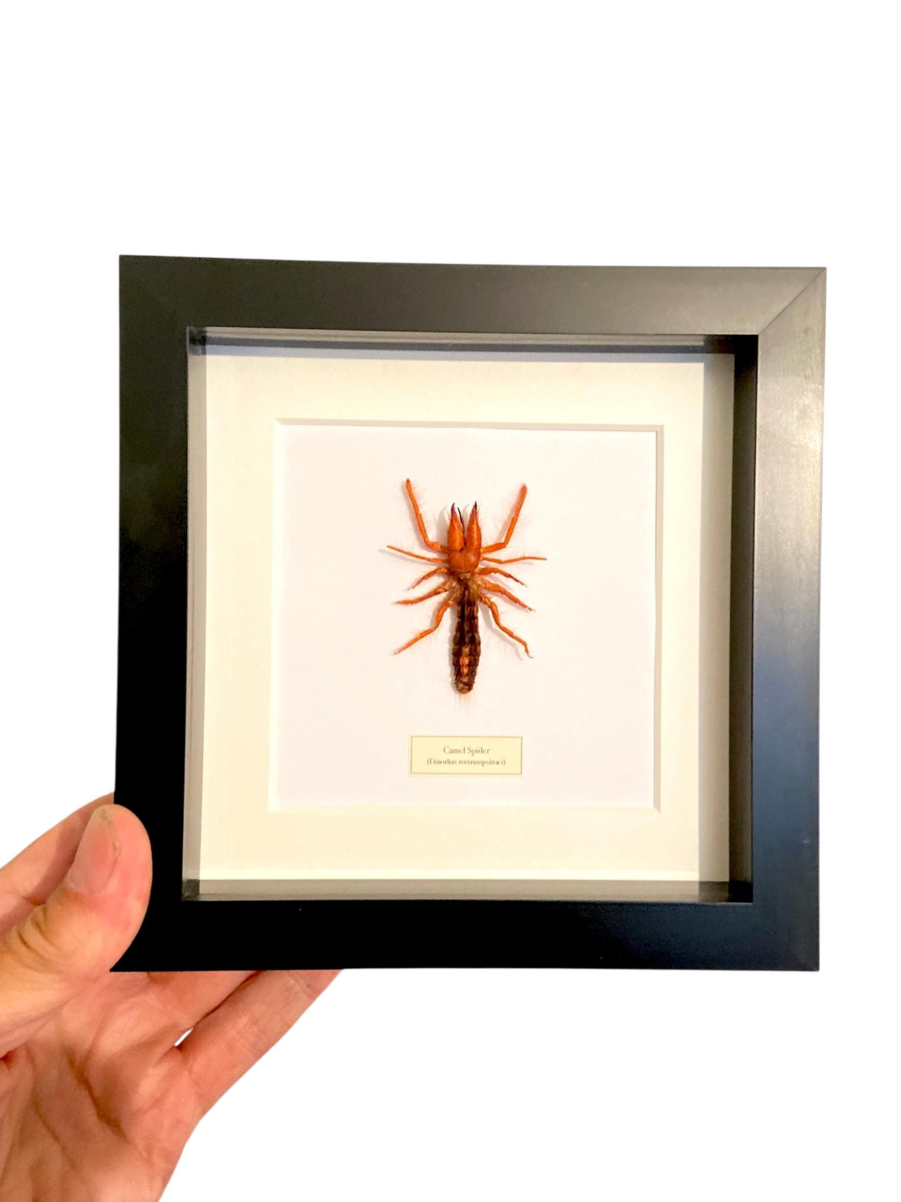 ラクダグモ。サソリグモ科。ディノハックス。風サソリ。サンスパイダー