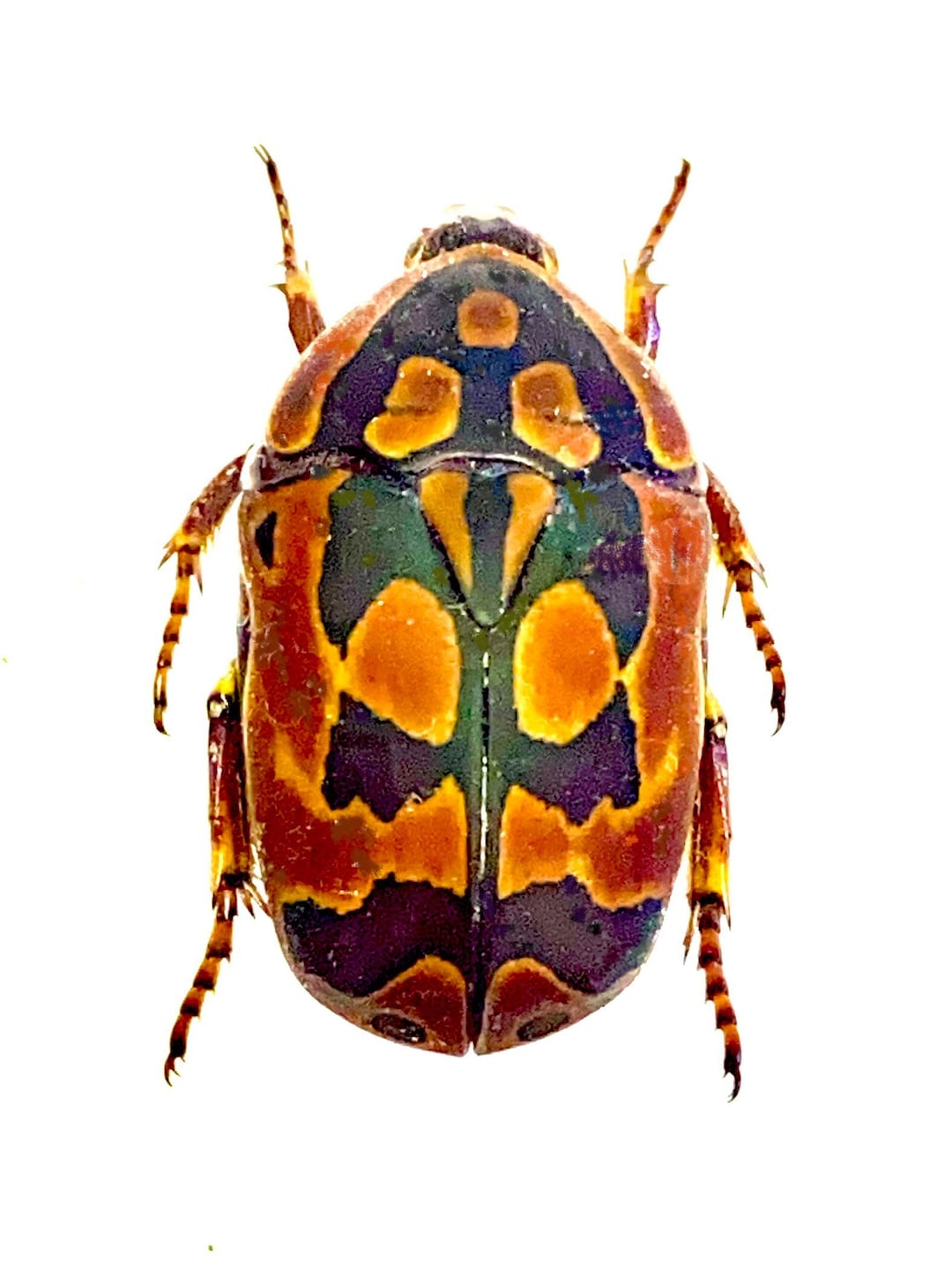 Fruit Beetle (pachnoda Aemula) Real Specimen. Insects. Insect Specimen