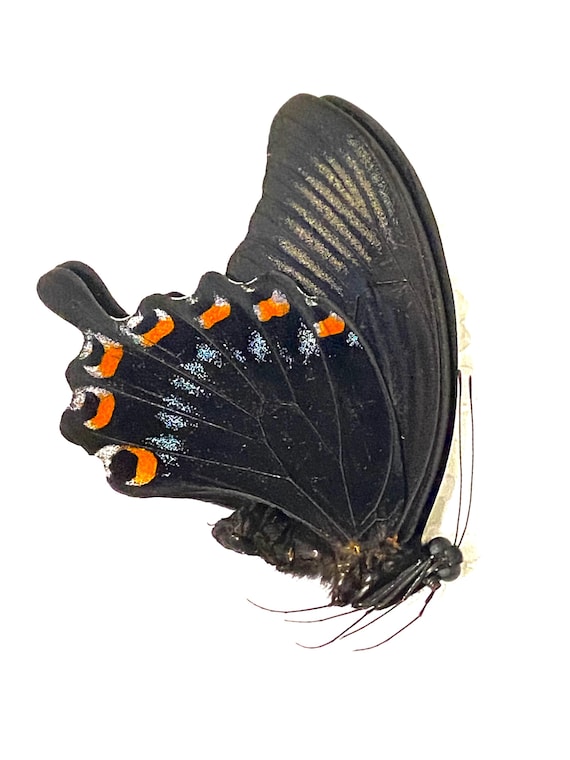 Black Phoenix Swallowtail (papilio Ascalaphus)real Butterfly