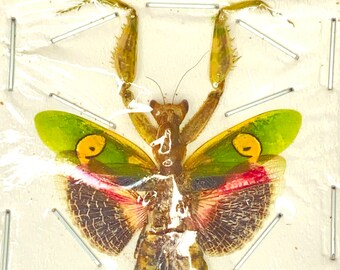 インドハナカマキリ (Creobroter gemmatus) 本物の昆虫。カマキリ