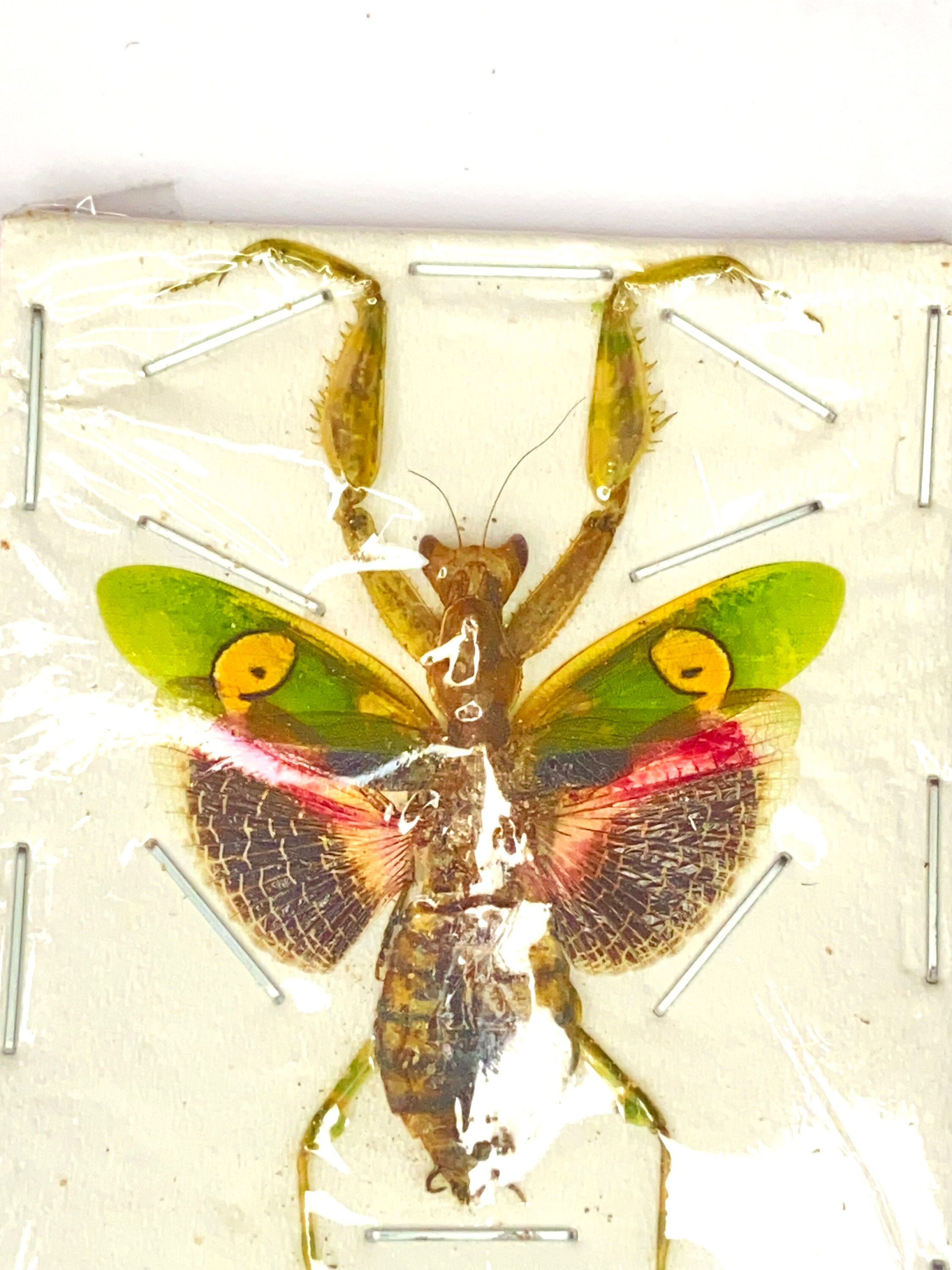 インドハナカマキリ (Creobroter gemmatus) 本物の昆虫。カマキリ