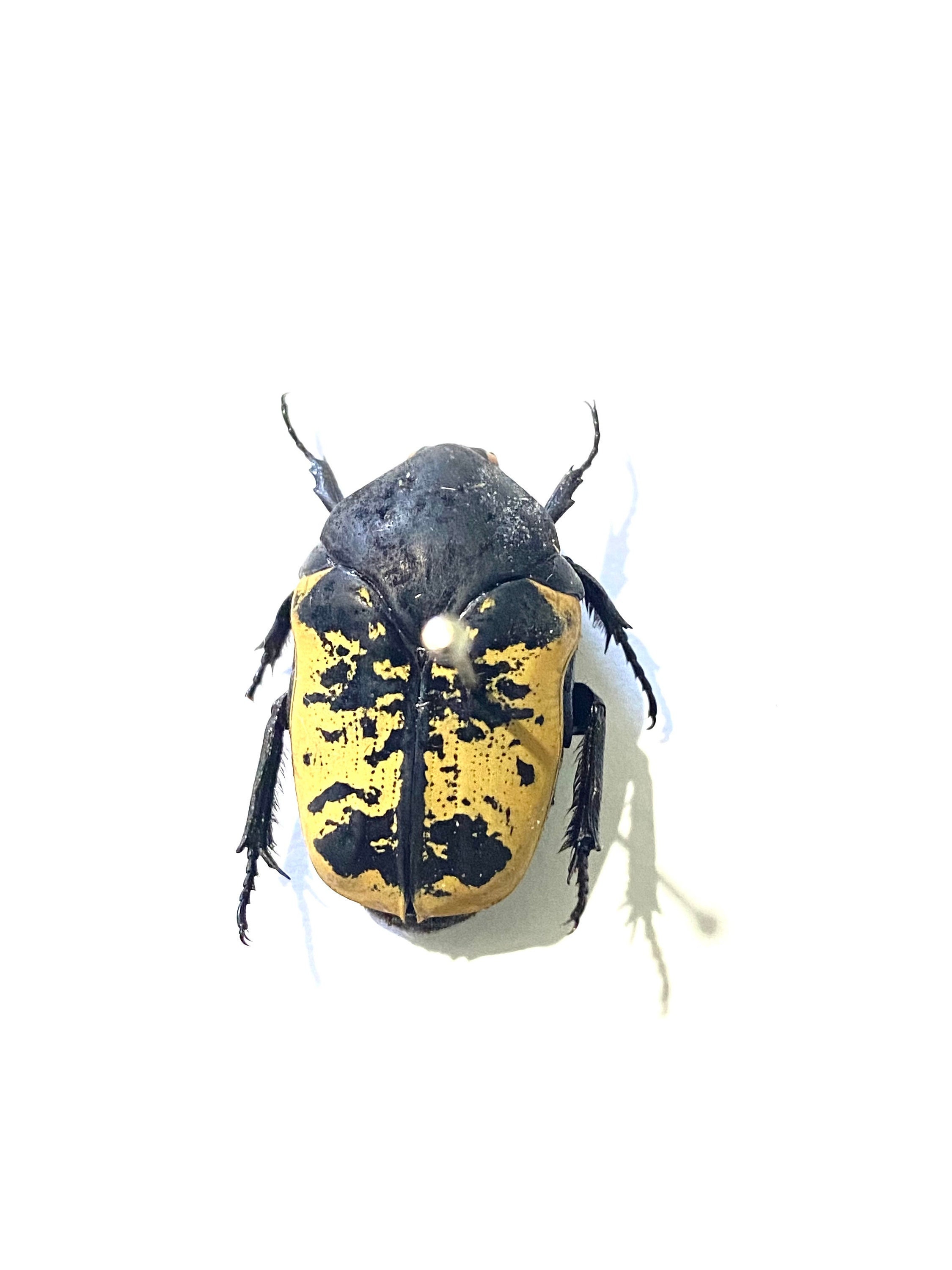 標本 Mexico Gymnetis s.p 23mm Arizona Jewel Beetle. Gymnetis. Real Insects. Insect Specimen