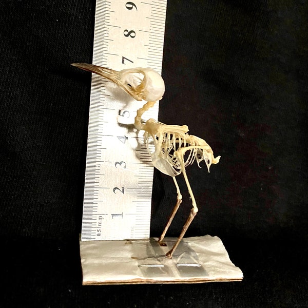 Skeleton Songbird (Prinia) real skeleton. bones. bird. anatomy. insectsofbeauty. natural history. oddities. goth. witch. flight. taxidermy