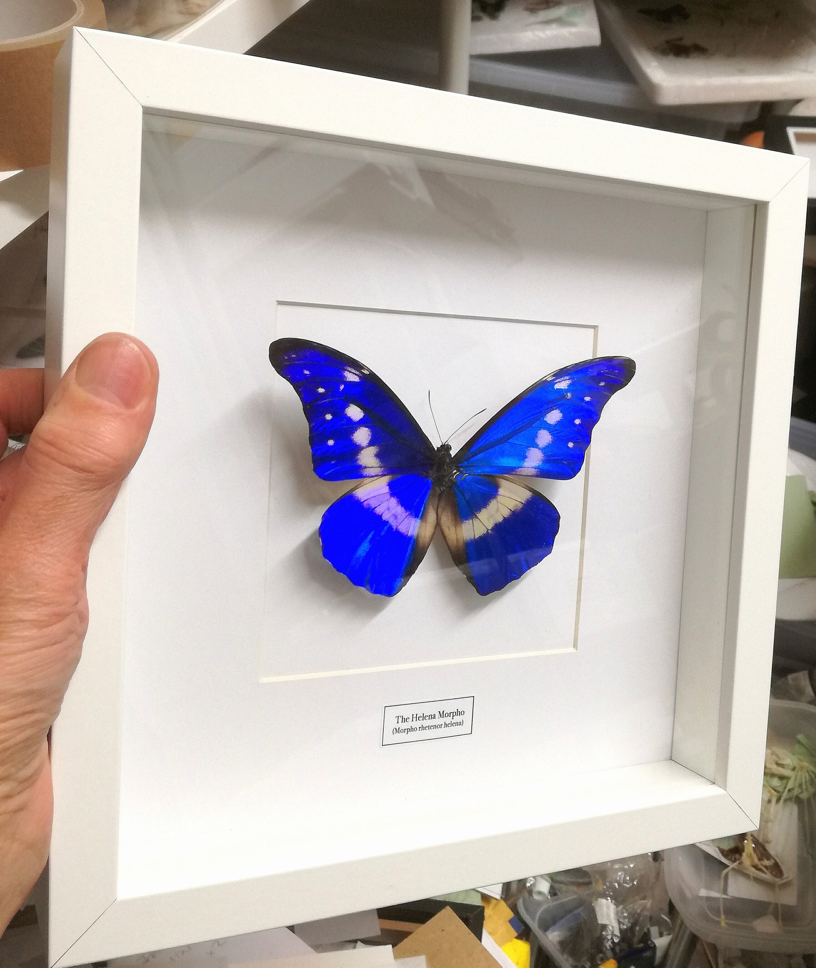 Morpho Rhetenor Helena. Real Butterfly. Entomology. - Etsy UK