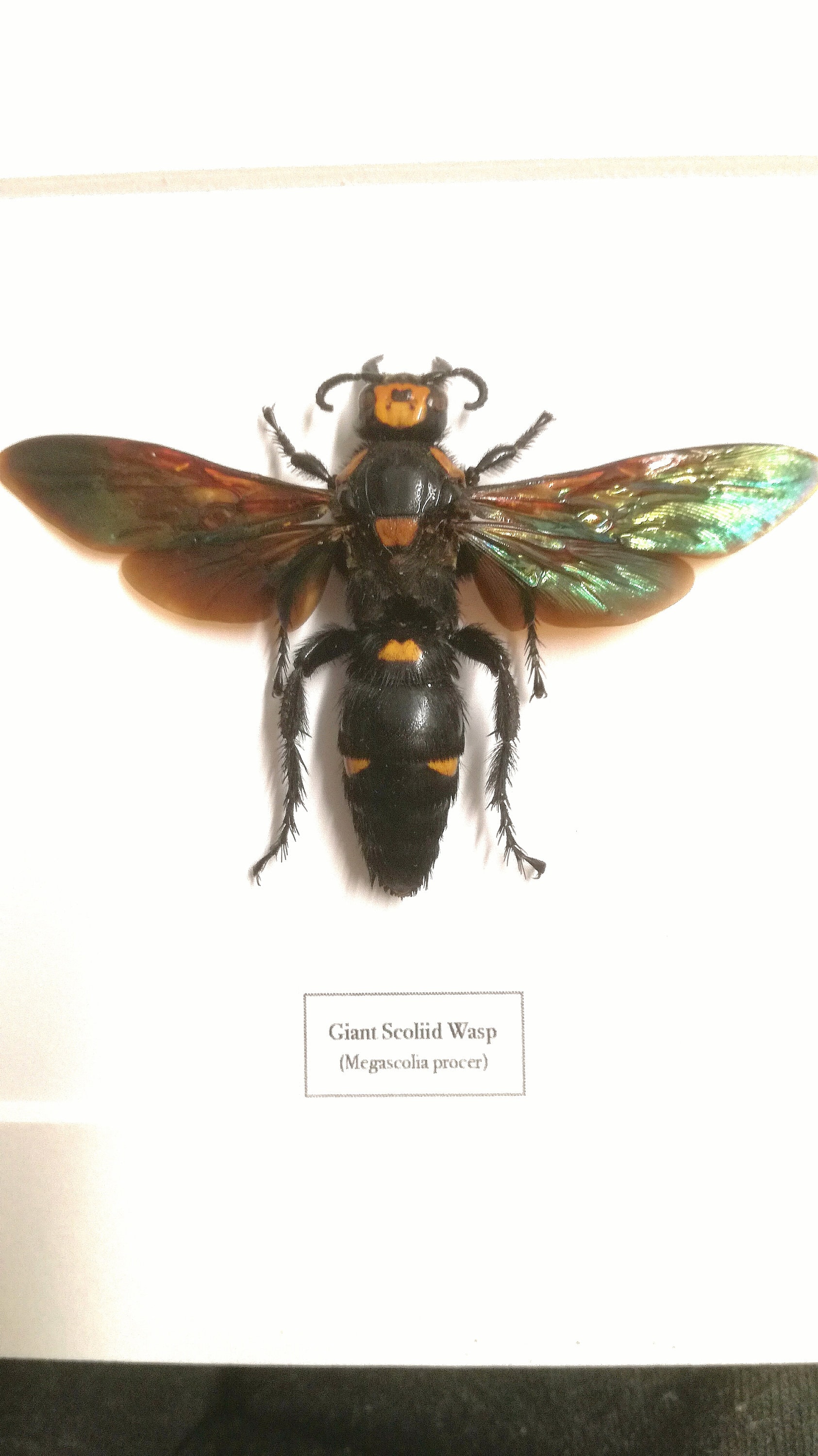 Giant Scoliid Wasp |(megascolia Procer) Real Insect Framed - Etsy