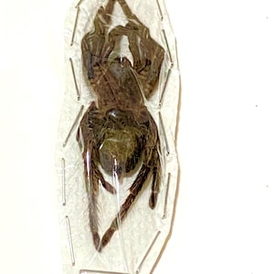 Tarántula. Hapalotremus carabaya. Espécimen de araña real. Insectos de belleza. Taxidermia. Gótico. Rareza. Arácnidos. Araña. Araña real.