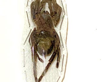 Vogelspinne. Hapalotremus carabaya.echte Spinne Exemplar.InsektenderSchönheit. Gothik. Kuriosität. Spinnentiere. Spinne. echte Spinne.