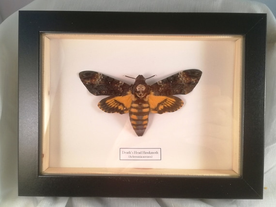 デスヘッドスズメガ（Acherontia atropos）本物の蛾、額入り - Etsy 日本