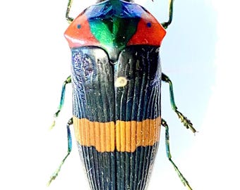 Buprestidae - Calodema Ribbei 40mm A2 From W.papua!! - Etsy