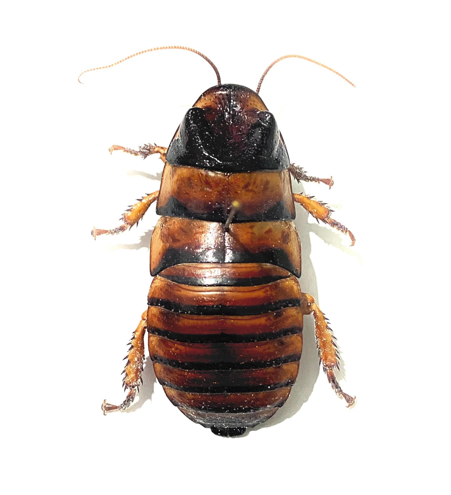 Madagascan Hissing Cockroach. Real Insect. Taxidermy. Beetle