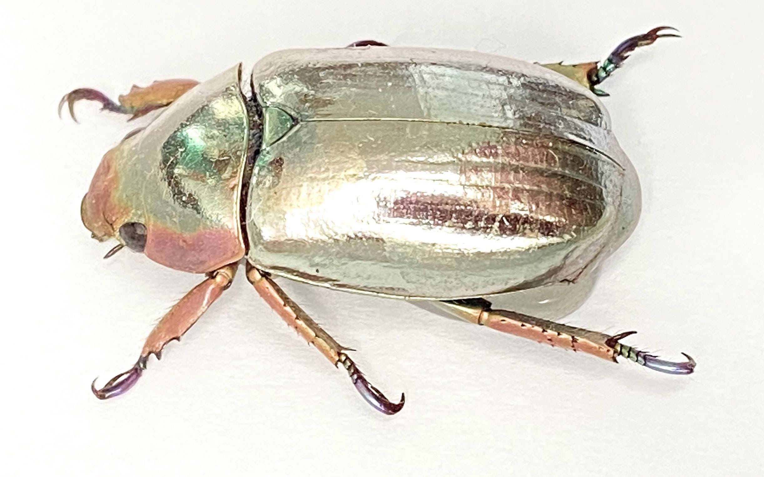標本 chrysina argentina Know Chrysina limbata. This little beetle is just
