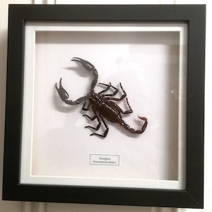 Scorpion (Heterometrus spinifer)