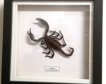 Scorpione (Heterometrus spinifer)
