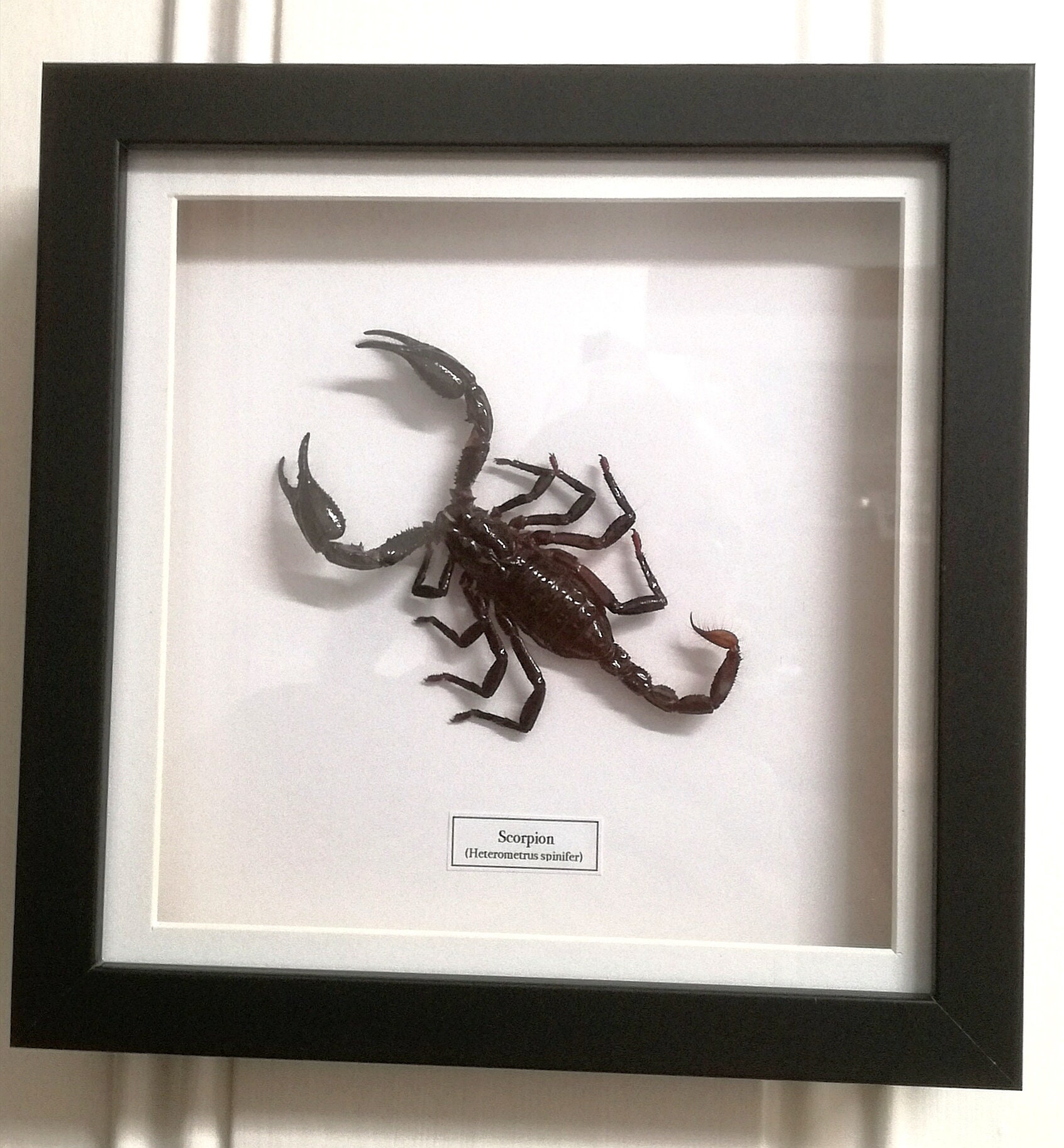 ○大型クモ（Eurypelma spincrus＆サソリ標本 額装昆虫生物展示 標本