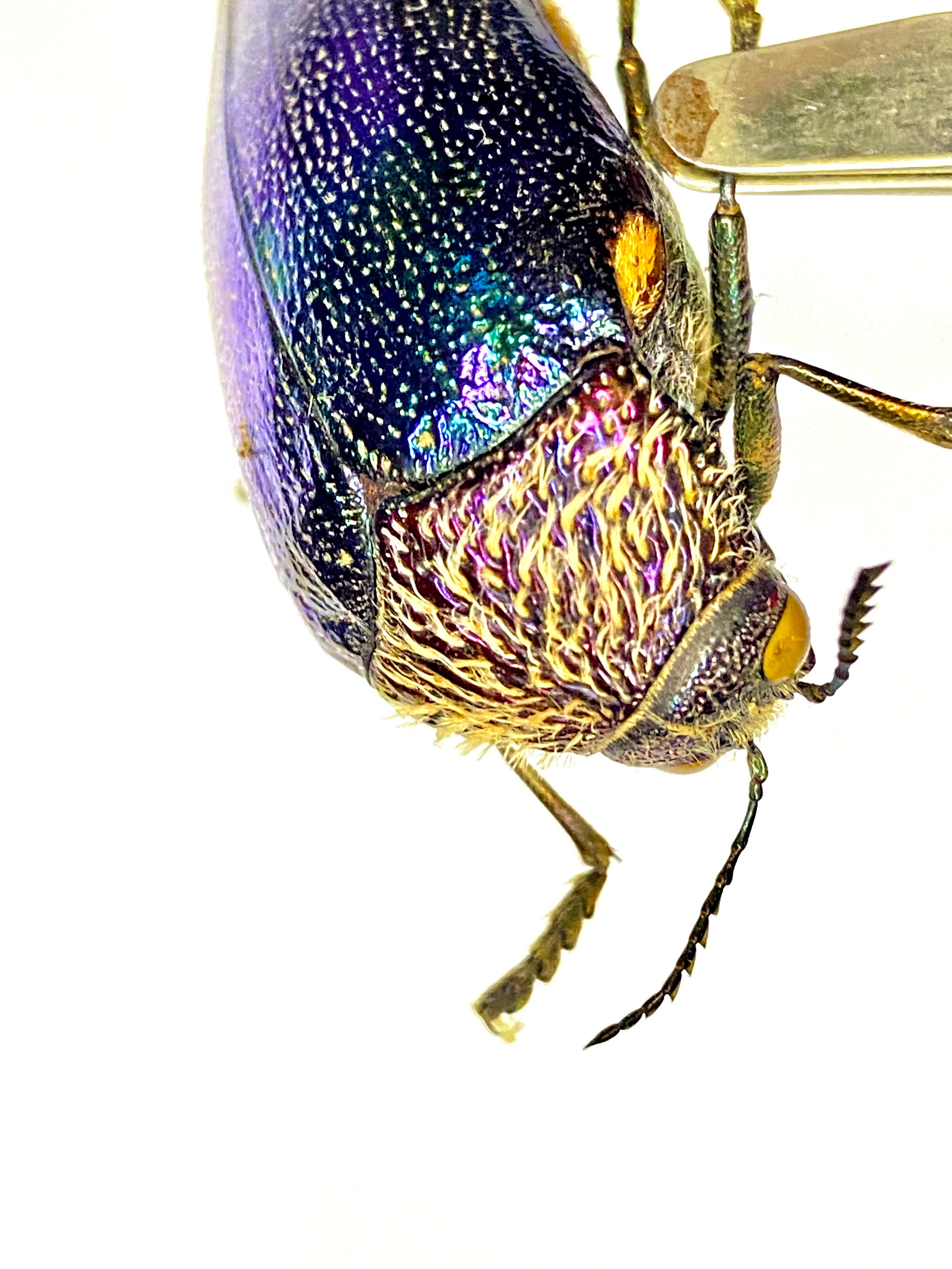 African Jewel Beetle (sternocera Pulchra) Real Insect - Etsy Finland